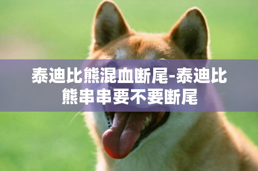 泰迪比熊混血斷尾-泰迪比熊串串要不要斷尾