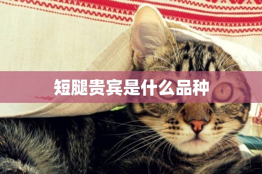 短腿貴賓是什么品種