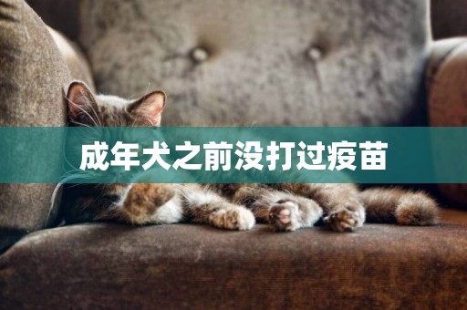 成年犬之前沒打過疫苗