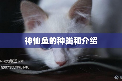神仙魚的種類和介紹
