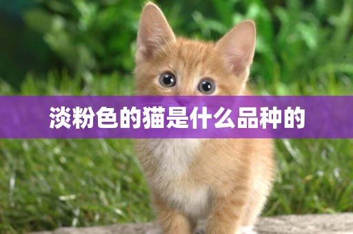 淡粉色的貓是什么品種的