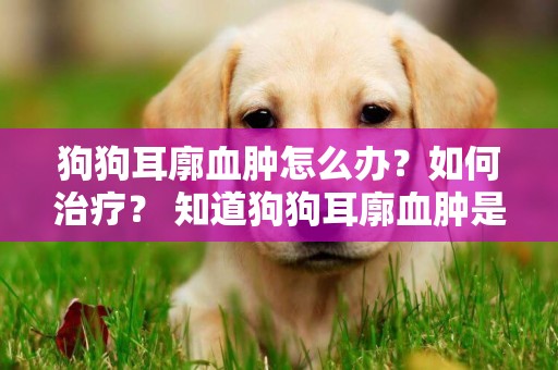 狗狗耳廓血腫怎么辦？如何治療？ 知道狗狗耳廓血腫是啥嗎