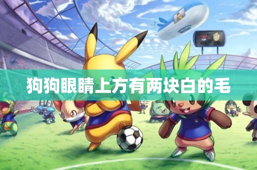 狗狗眼睛上方有兩塊白的毛