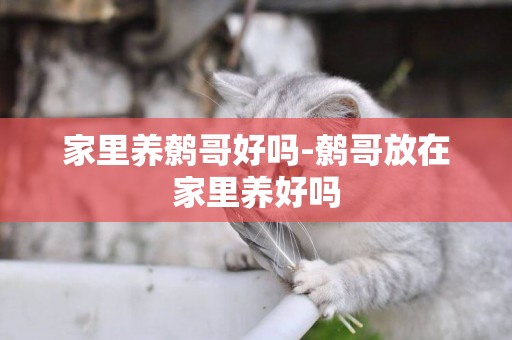 家里養鷯哥好嗎-鷯哥放在家里養好嗎