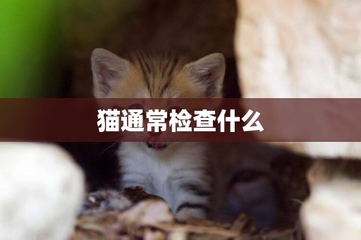 貓通常檢查什么
