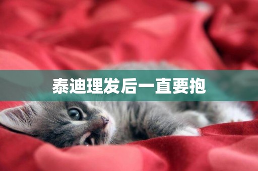 泰迪理發后一直要抱