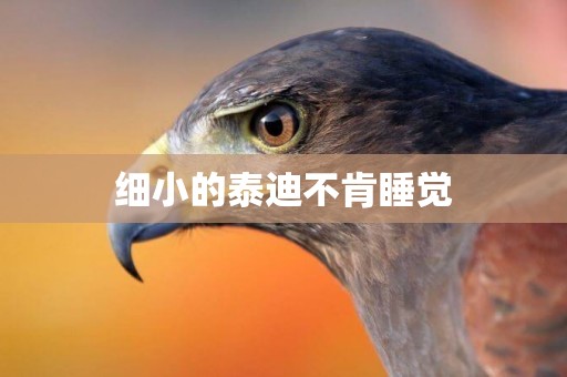 細小的泰迪不肯睡覺
