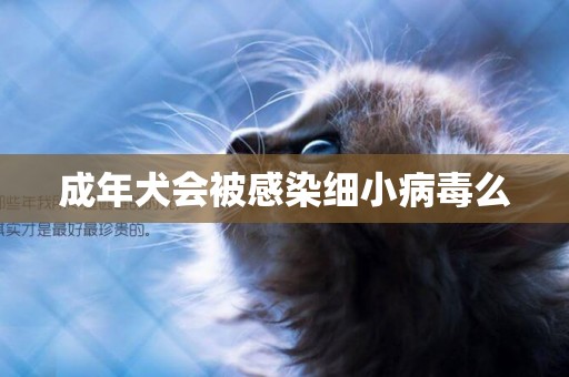 成年犬會被感染細小病毒么