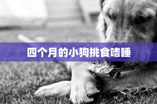 四個月的小狗挑食嗜睡