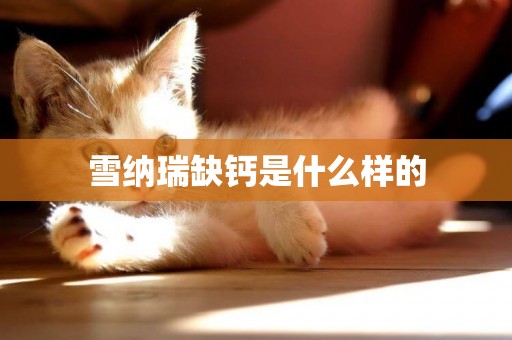雪納瑞缺鈣是什么樣的
