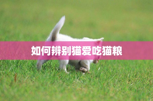 如何辨別貓愛吃貓糧