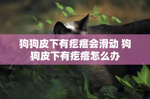 狗狗皮下有疙瘩會滑動 狗狗皮下有疙瘩怎么辦 狗狗皮下有疙瘩會滑動 狗狗皮下有疙瘩怎么辦