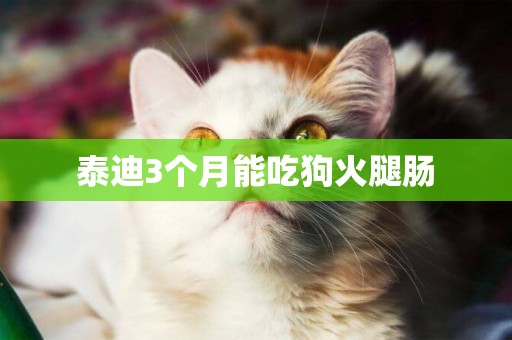 泰迪3個月能吃狗火腿腸