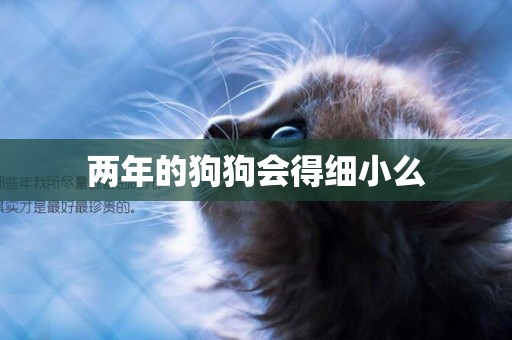 兩年的狗狗會得細小么