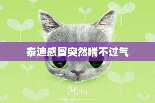 泰迪感冒突然喘不過氣