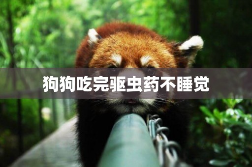 狗狗吃完驅蟲藥不睡覺
