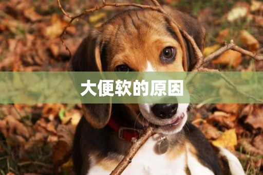 大便軟的原因
