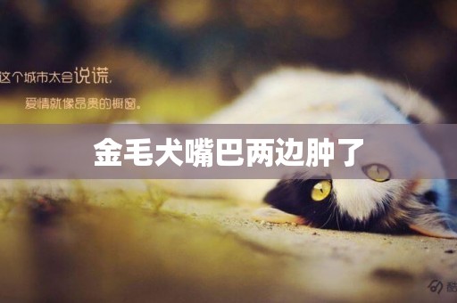 金毛犬嘴巴兩邊腫了