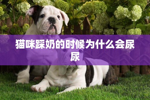 貓咪踩奶的時候為什么會尿尿