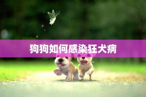 狗狗如何感染狂犬病