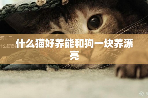 什么貓好養能和狗一塊養漂亮