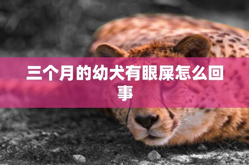 三個月的幼犬有眼屎怎么回事