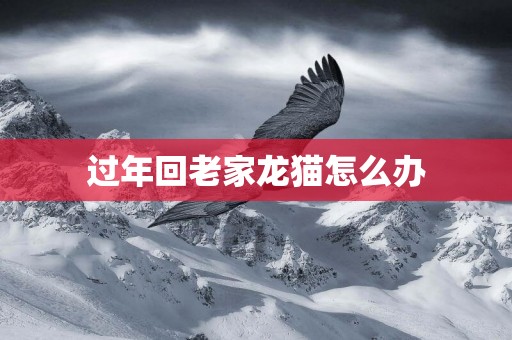 過年回老家龍貓怎么辦