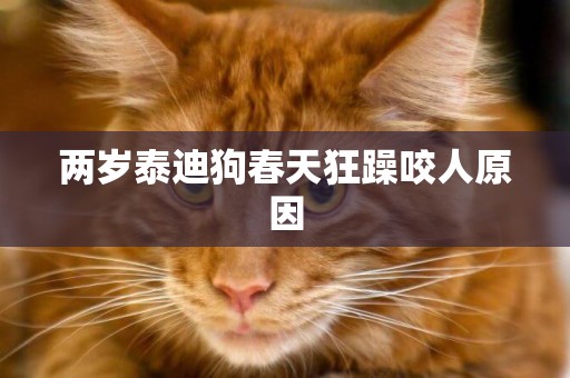 兩歲泰迪狗春天狂躁咬人原因