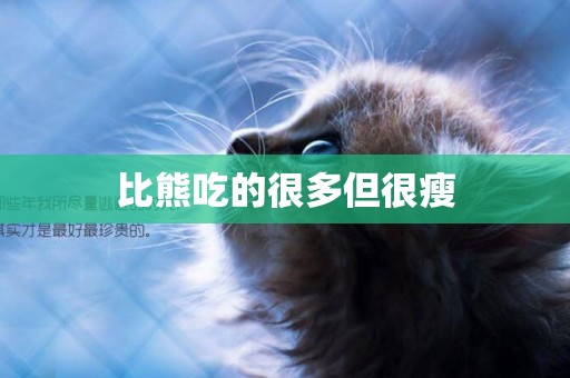 比熊吃的很多但很瘦
