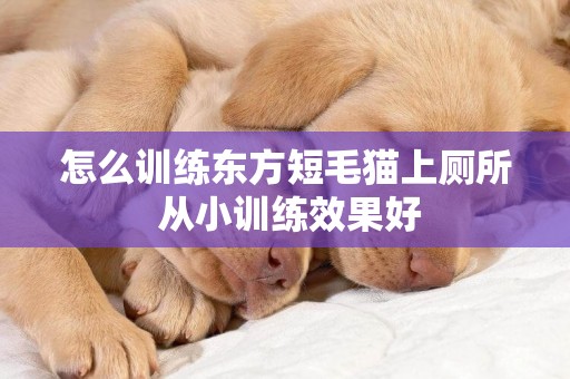 怎么訓練東方短毛貓上廁所 從小訓練效果好