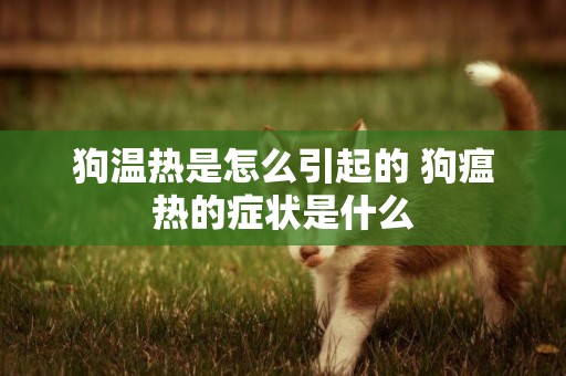 狗溫熱是怎么引起的 狗瘟熱的癥狀是什么