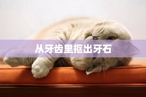 從牙齒里摳出牙石