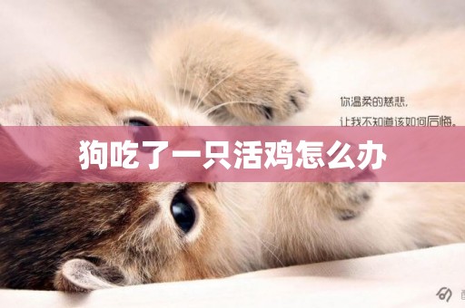 狗吃了一只活雞怎么辦
