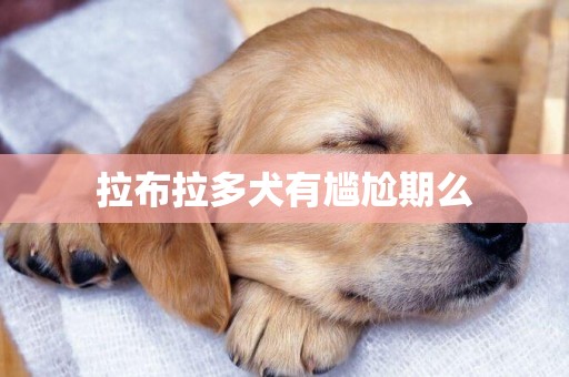 拉布拉多犬有尷尬期么