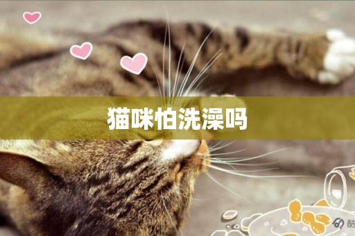 貓咪怕洗澡嗎