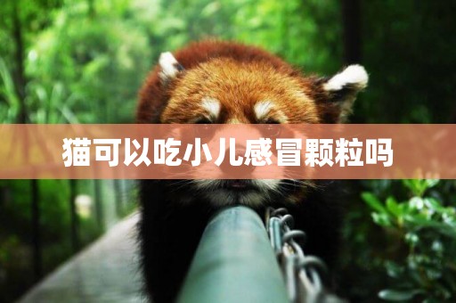 貓可以吃小兒感冒顆粒嗎