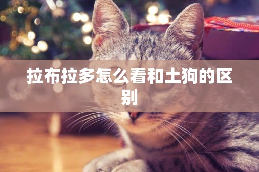拉布拉多怎么看和土狗的區別