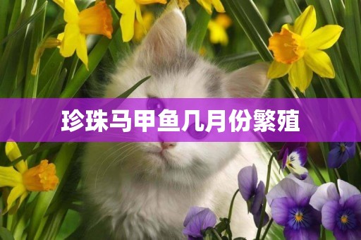 珍珠馬甲魚幾月份繁殖