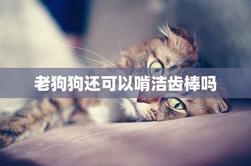 老狗狗還可以啃潔齒棒嗎