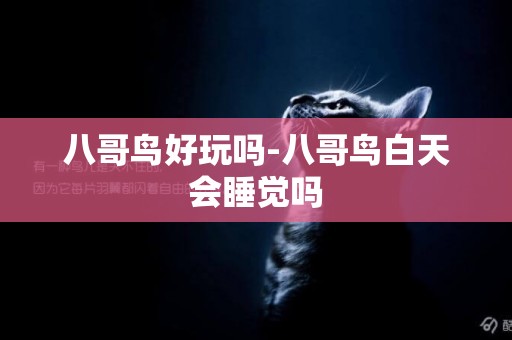 八哥鳥好玩嗎-八哥鳥白天會睡覺嗎