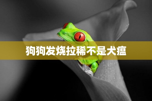 狗狗發燒拉稀不是犬瘟