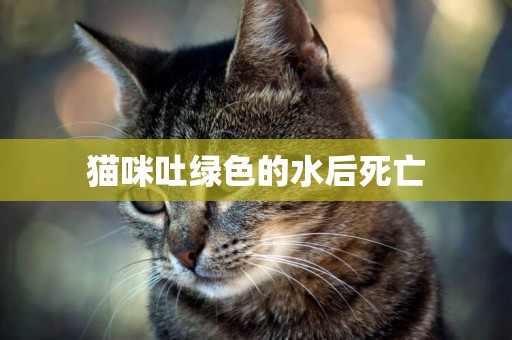 貓咪吐綠色的水后死亡