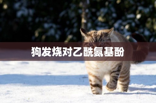 狗發燒對乙酰氨基酚