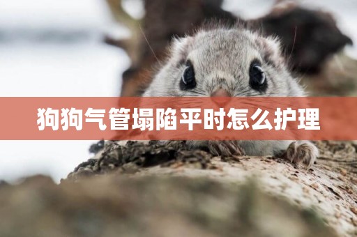 狗狗氣管塌陷平時怎么護理