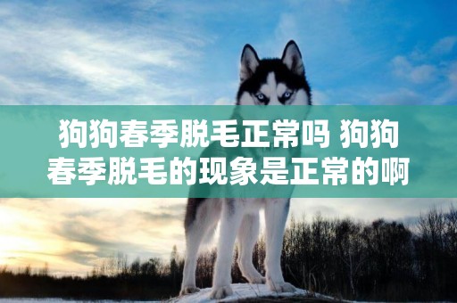 狗狗春季脫毛正常嗎 狗狗春季脫毛的現象是正常的啊！