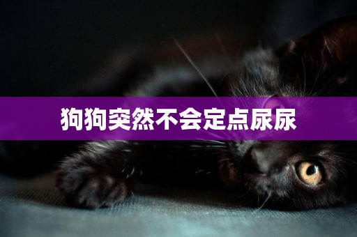 狗狗突然不會定點尿尿
