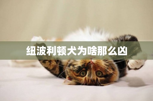 紐波利頓犬為啥那么兇