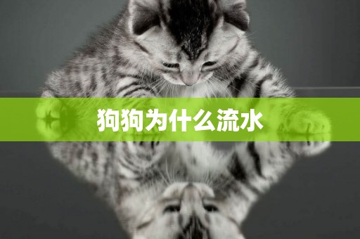 狗狗為什么流水
