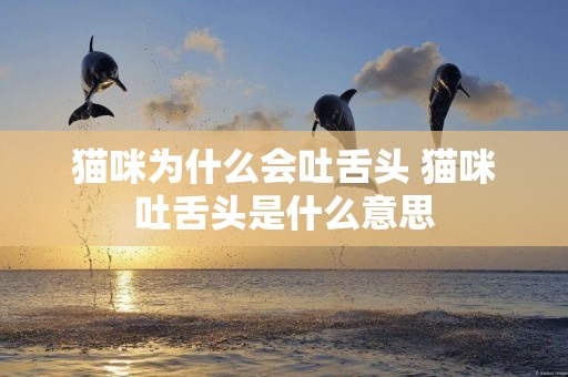 貓咪為什么會吐舌頭 貓咪吐舌頭是什么意思