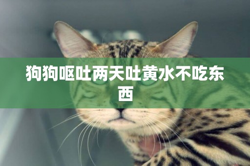 狗狗嘔吐兩天吐黃水不吃東西
